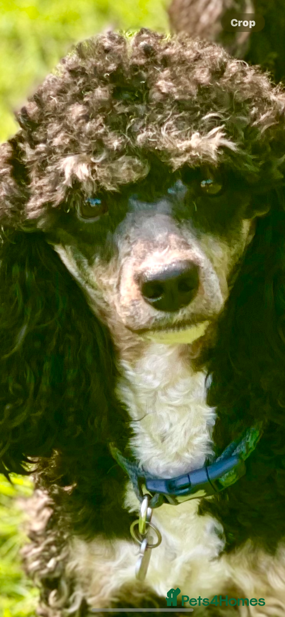 Poodle dogs for stud: GORGEOUS PHANTOM POODLE STUD  - Image 11