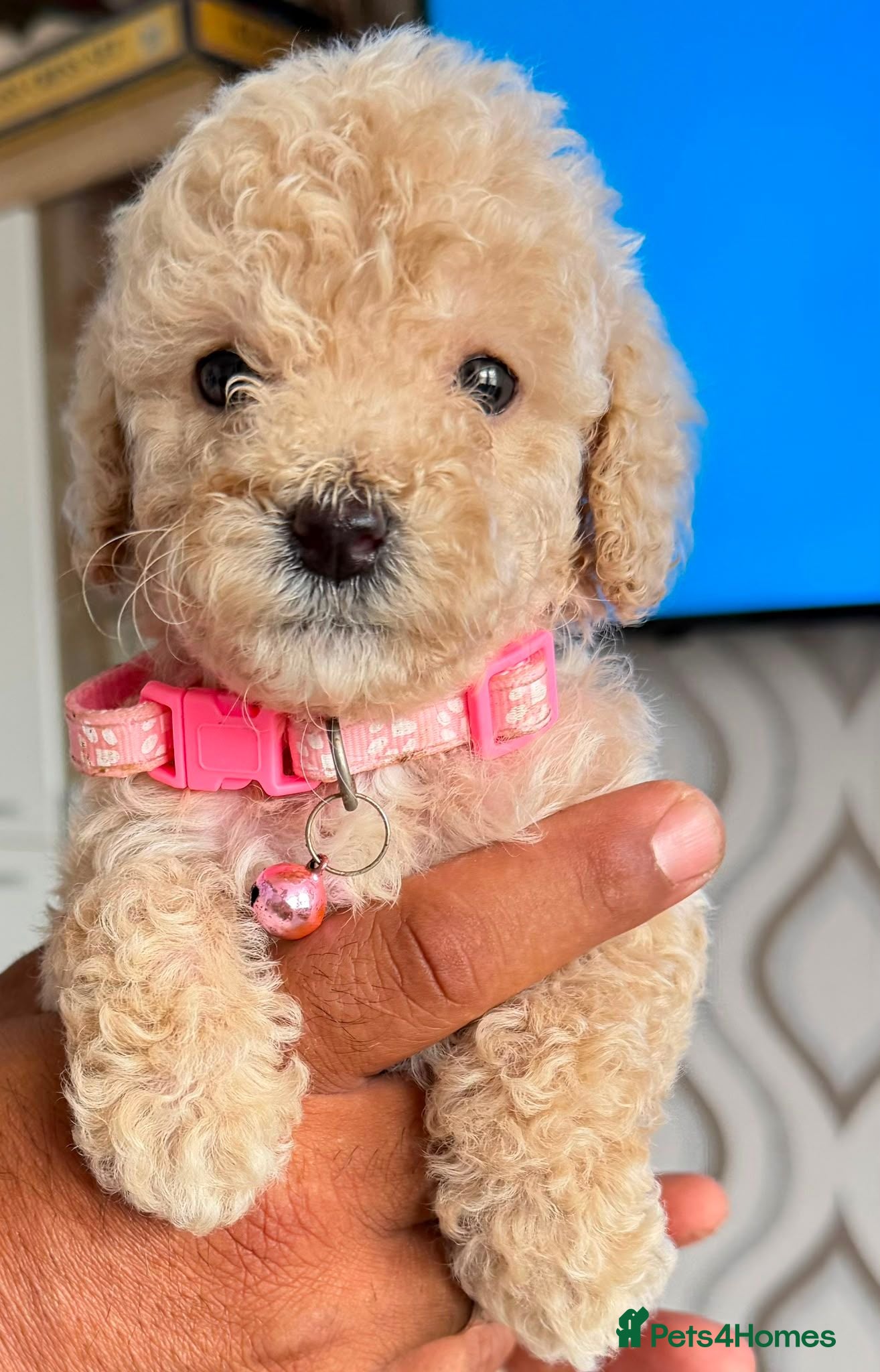 Miniature Poodle dogs Ready to go Monday Mini Poodles DNA Tested Parents - Advert 3