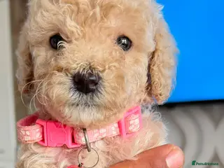 Miniature Poodle dogs Ready to go Monday Mini Poodles DNA Tested Parents - Advert 3