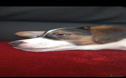 Jackapoo dogs for sale: mini jackapoo pups in Southampton - Image 5
