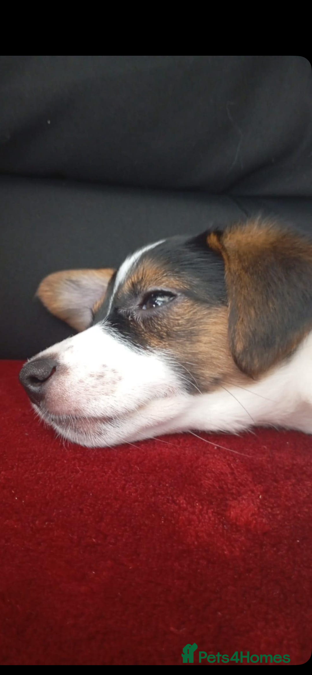 Jackapoo dogs for sale: mini jackapoo pups in Southampton - Image 5