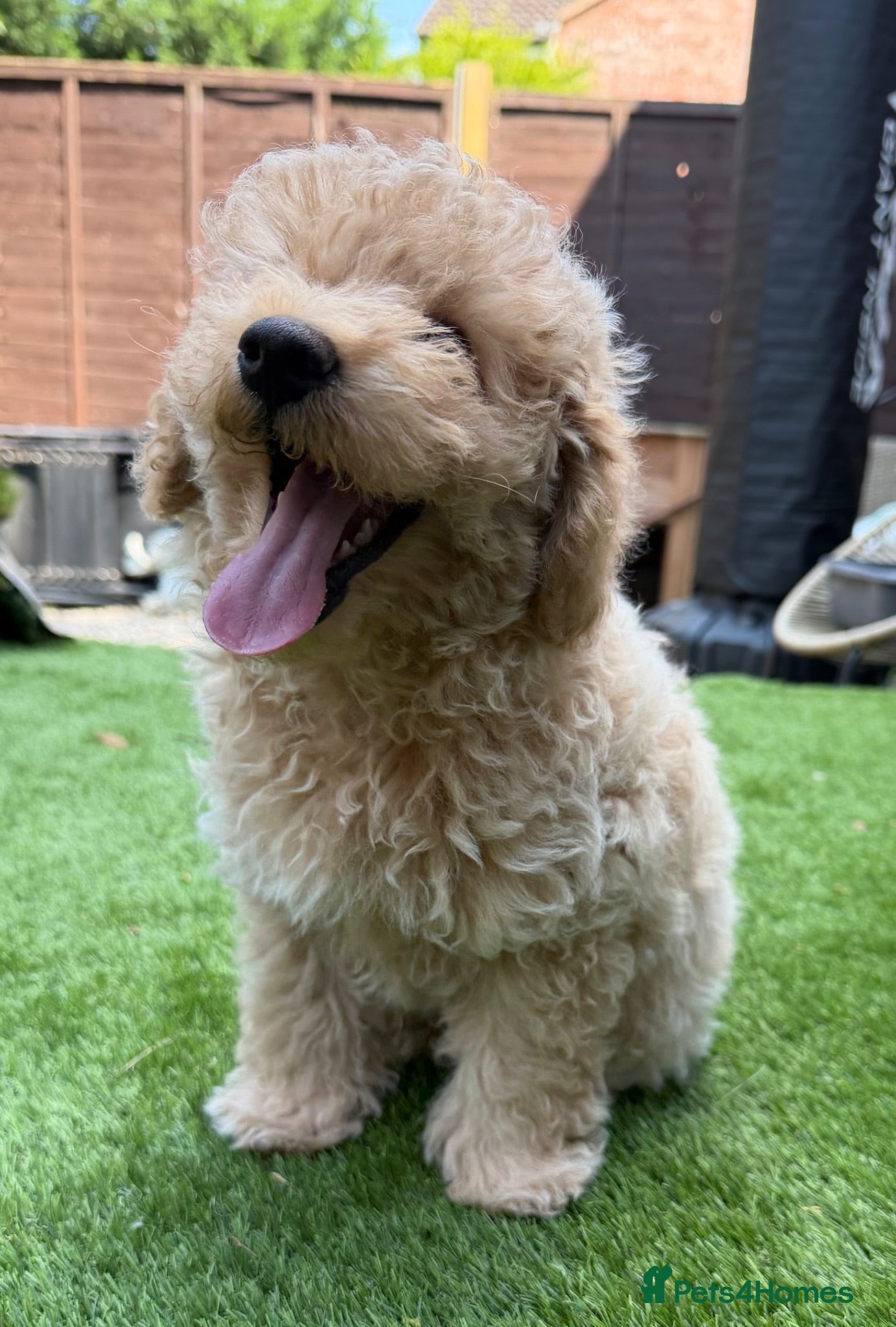 Maltipoo dogs Adorable F1B Maltipoo Puppy / 1 boy left / reduced - Advert 2