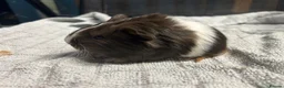 Guinea Pig rodents for sale: beautiful friendly guinea pigs to reserve  - Advert 15