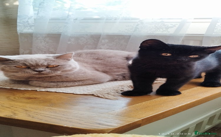 British Shorthair cats - Advert 10