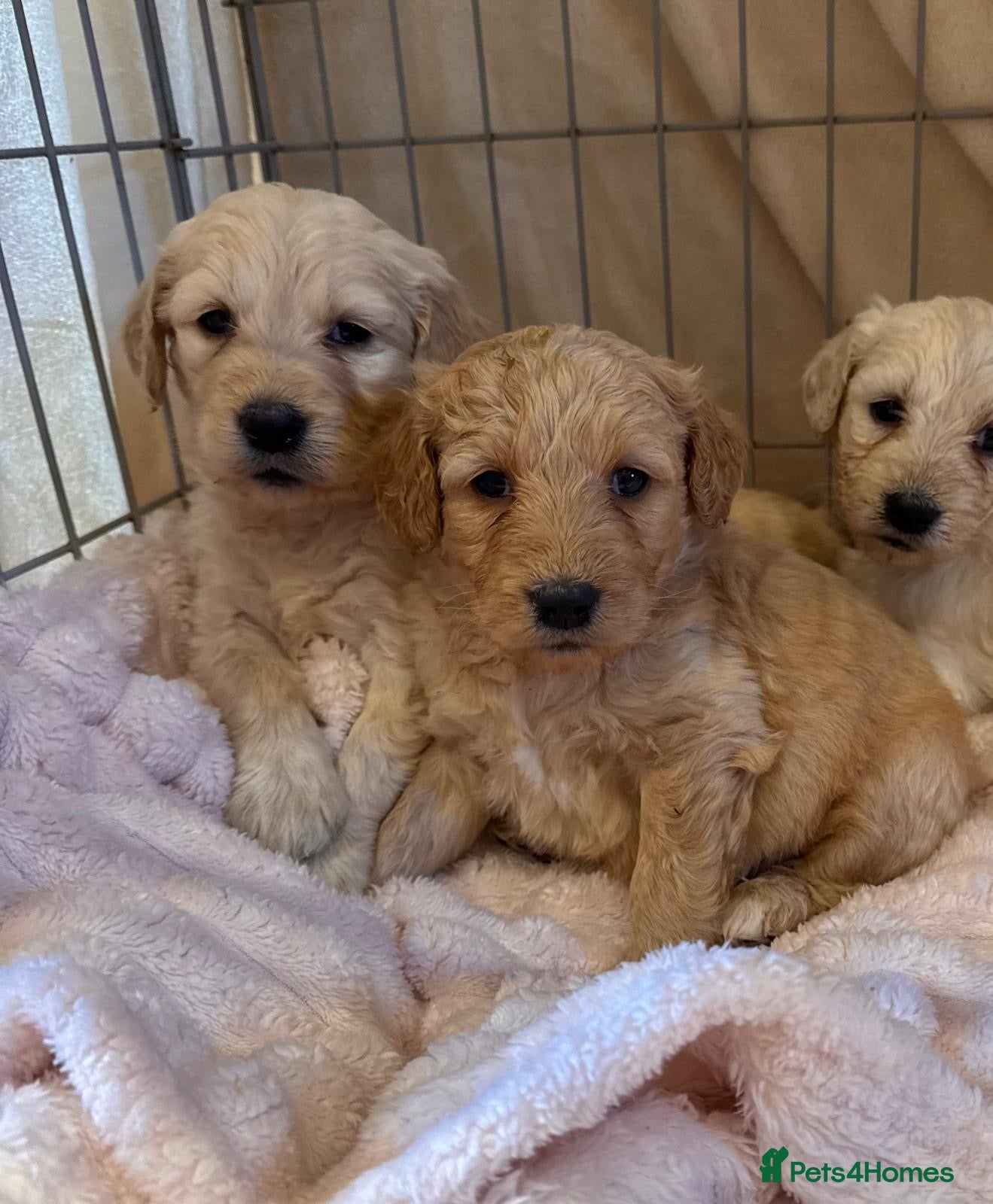 Goldendoodle dogs STUNNING GOLDEN DOODLES - Advert 6