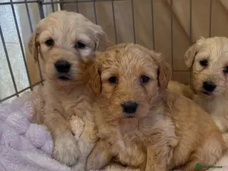 Goldendoodle dogs STUNNING GOLDEN DOODLES - Advert 3