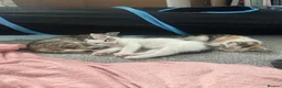Ragdoll cats for sale: Beautiful Ragdoll Mix Kittens –  Litter Ready Soon in Nottingham - Advert 18