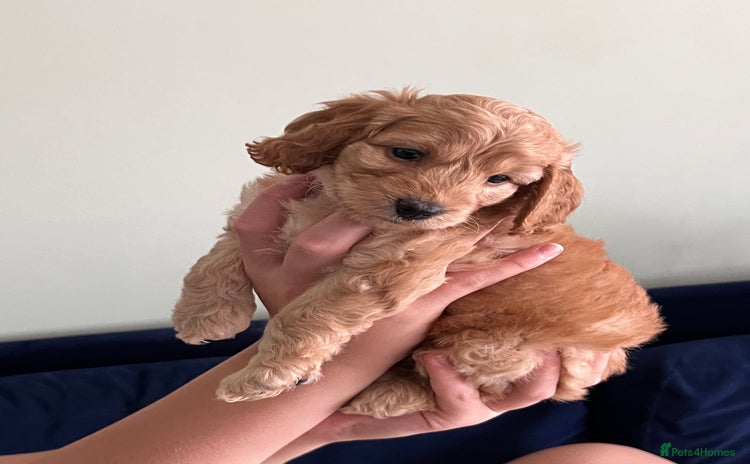 Cockapoo dogs - Advert 9