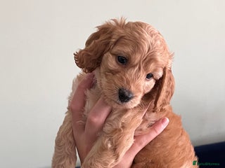Cockapoo dogs - Advert 9