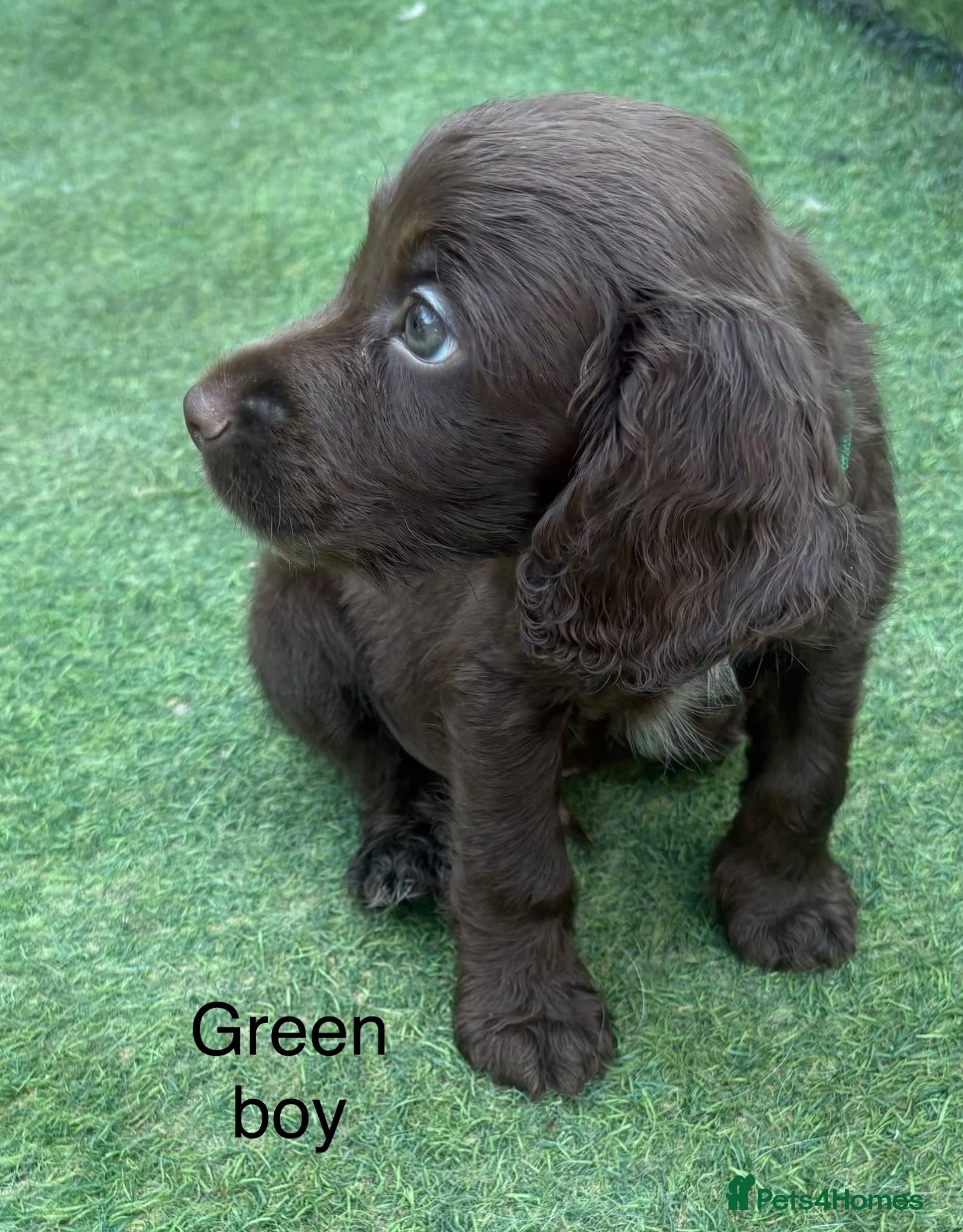 Cocker Spaniel dogs Beautiful cocker spaniel - Advert 1