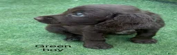Cocker Spaniel dogs for sale: Beautiful cocker spaniel - Advert 3
