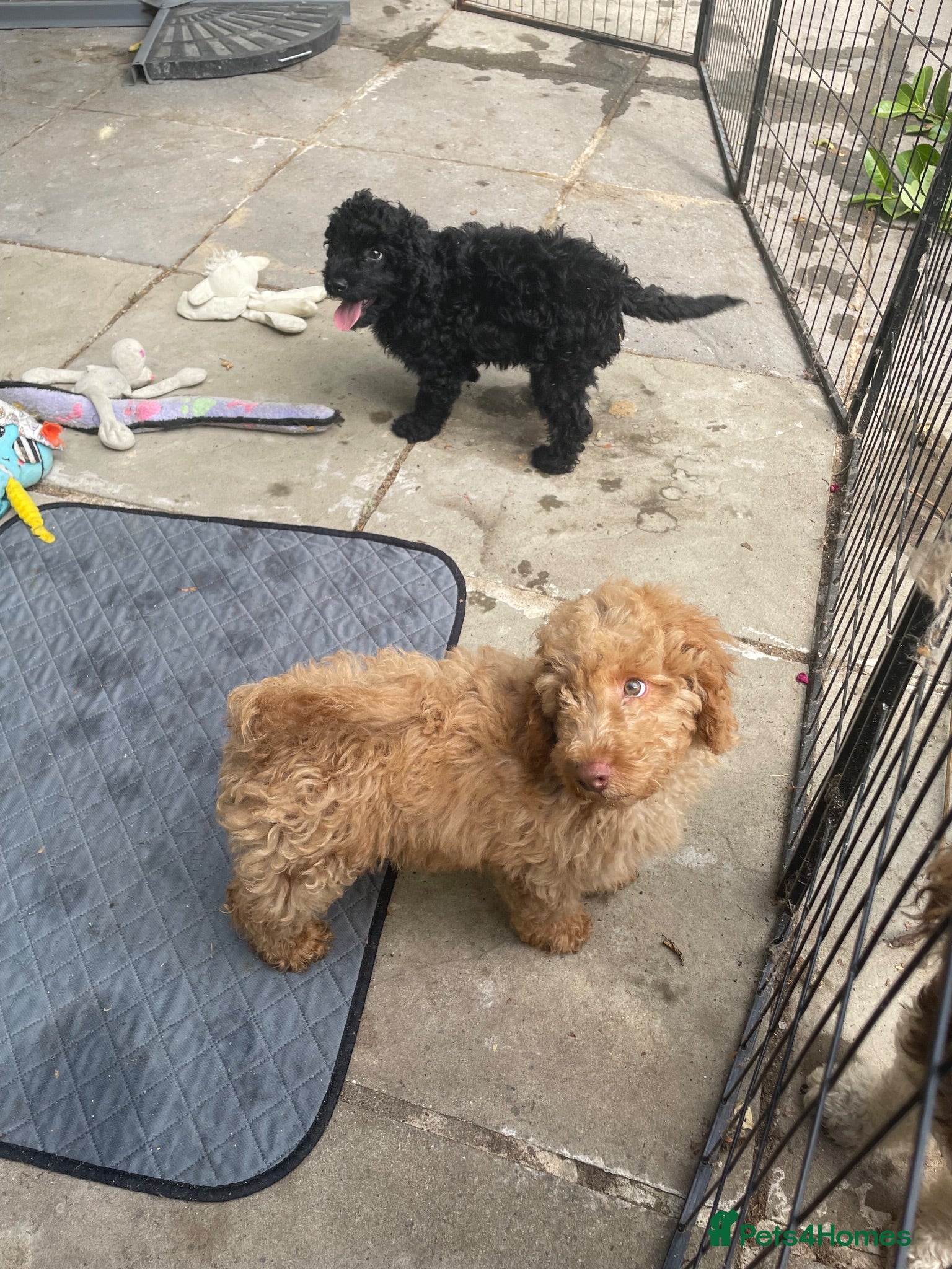 Labradoodle dogs F3 miniature labradoodles fully vac 2 boys left - Advert 1