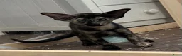 Oriental cats for sale: Gorgeous GCCF registered Oriental kittens - Advert 2