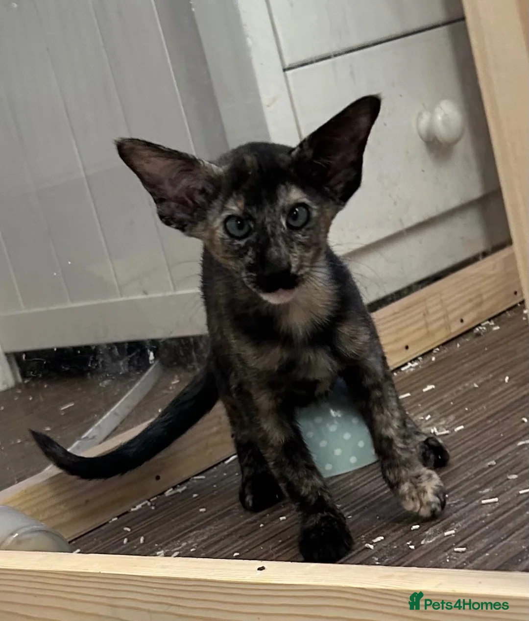 Oriental cats for sale: Gorgeous GCCF registered Oriental kittens - Advert 2