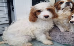 Cavapoo dogs for sale: F1 Cavapoo puppies - Image 17