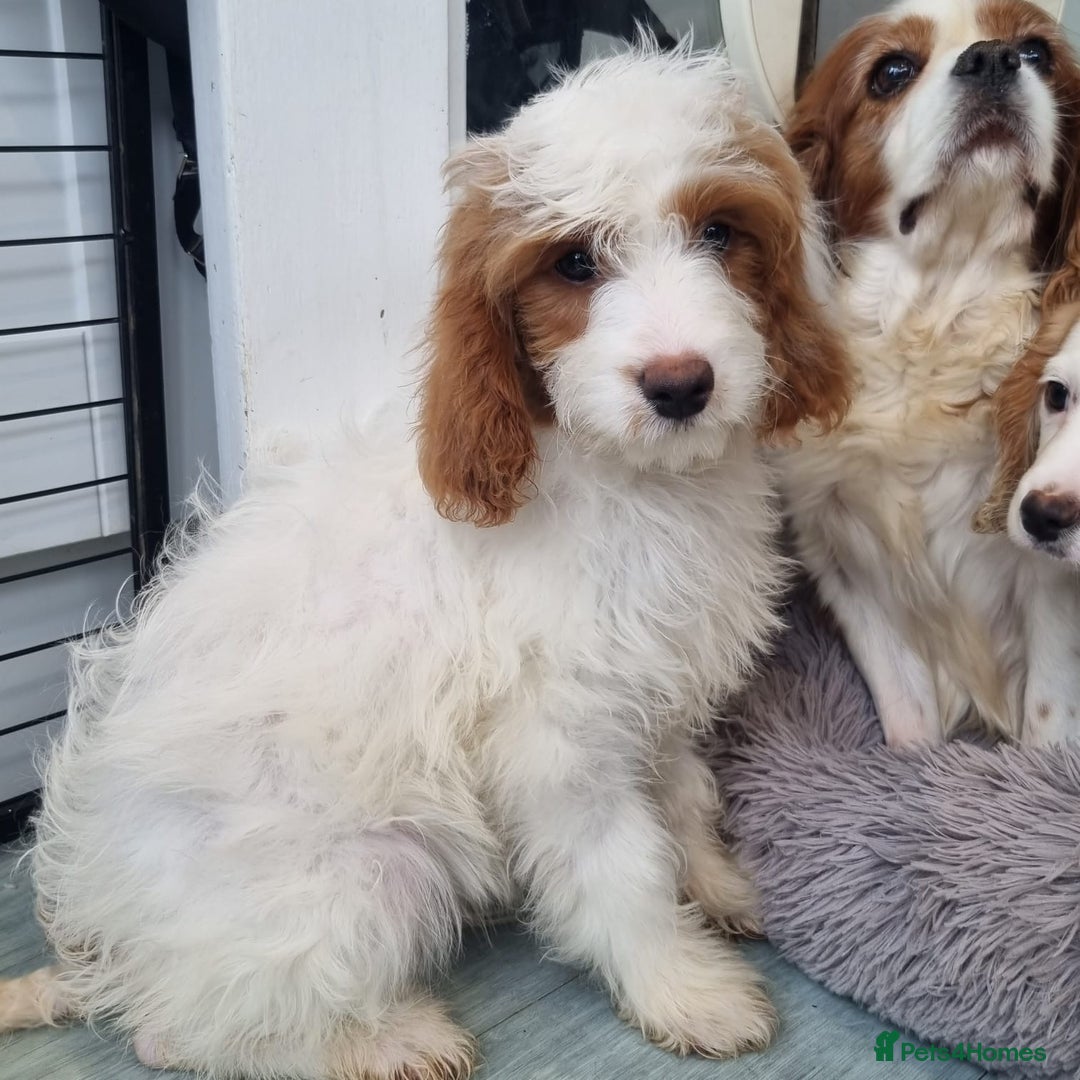 Cavapoo dogs for sale: F1 Cavapoo puppies - Image 17