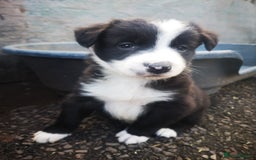 Border Collie dogs for sale: Beautiful Fluffy Collie Puppies  - Image 3