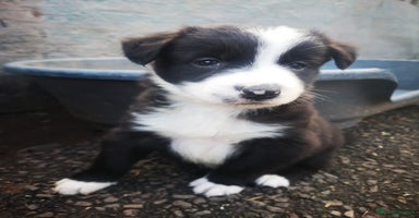 Border Collie dogs - Advert 15