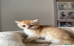 British Shorthair cats for sale: GCCF BSH Last Chocolate Golden Female Kitten Left - Image 33