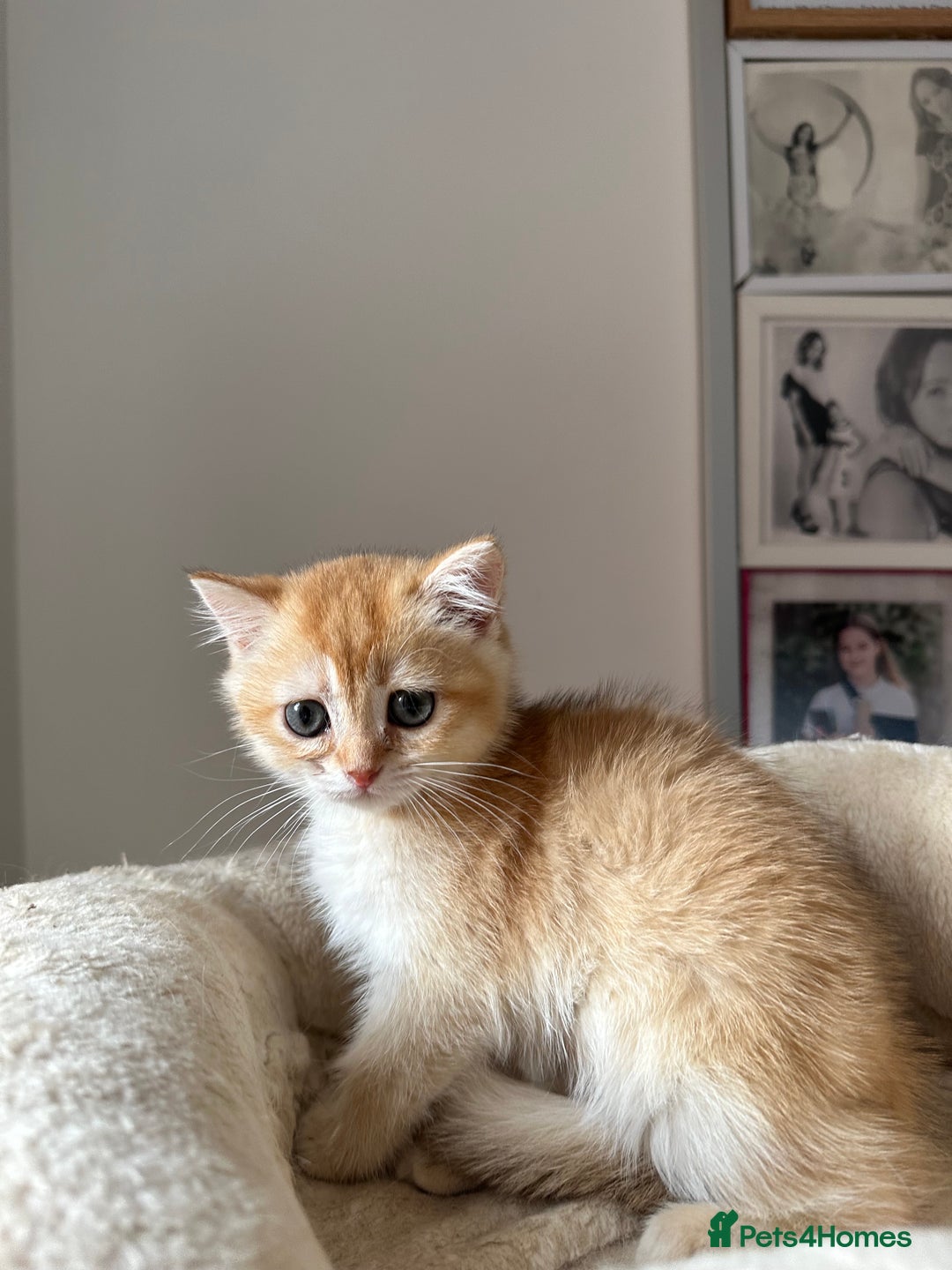 British Shorthair cats for sale: GCCF BSH Last Chocolate Golden Female Kitten Left - Image 33
