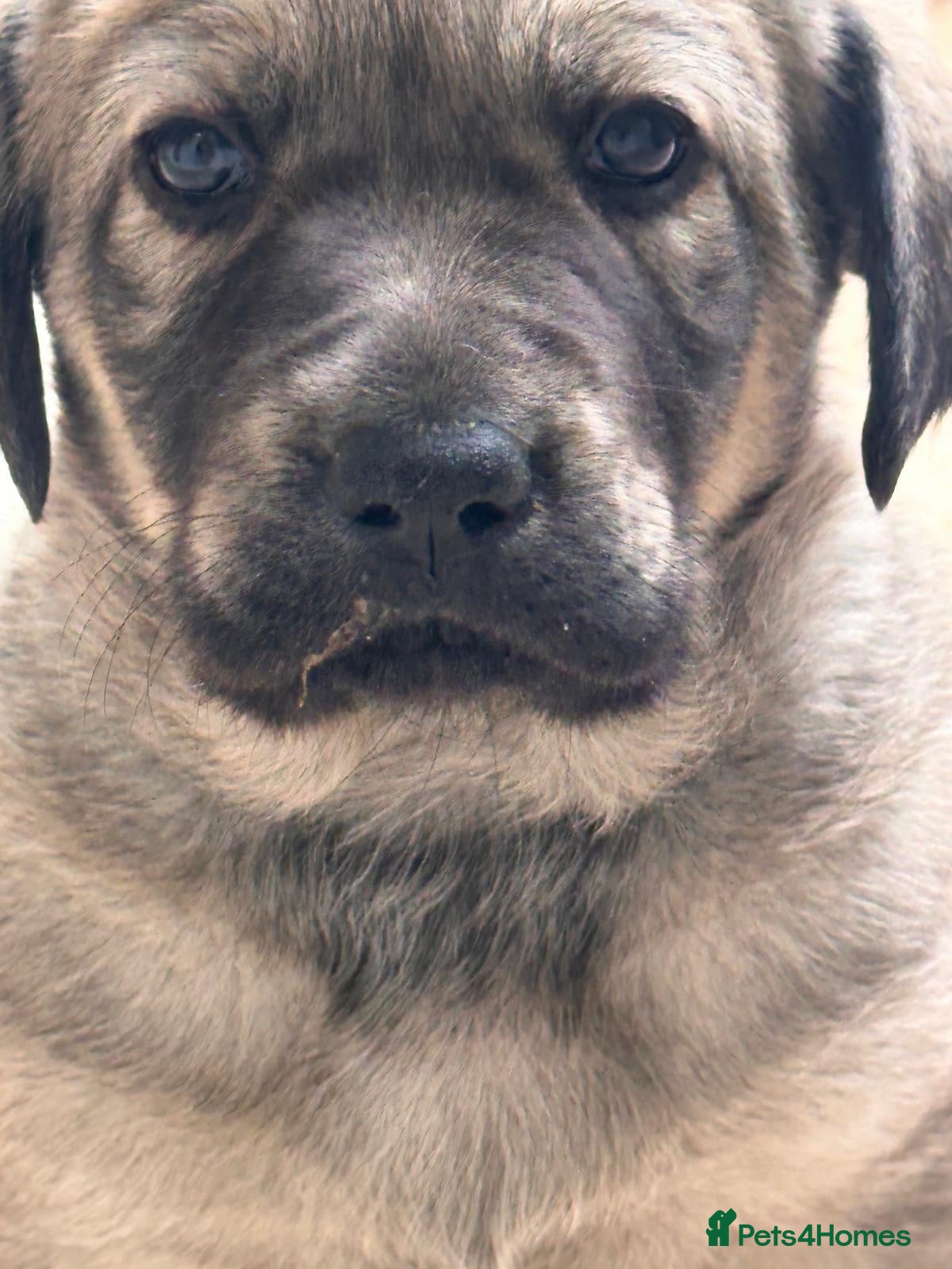 Labrador Retriever dogs Pedigree puppies of Portuguese cattle dog - Advert 1