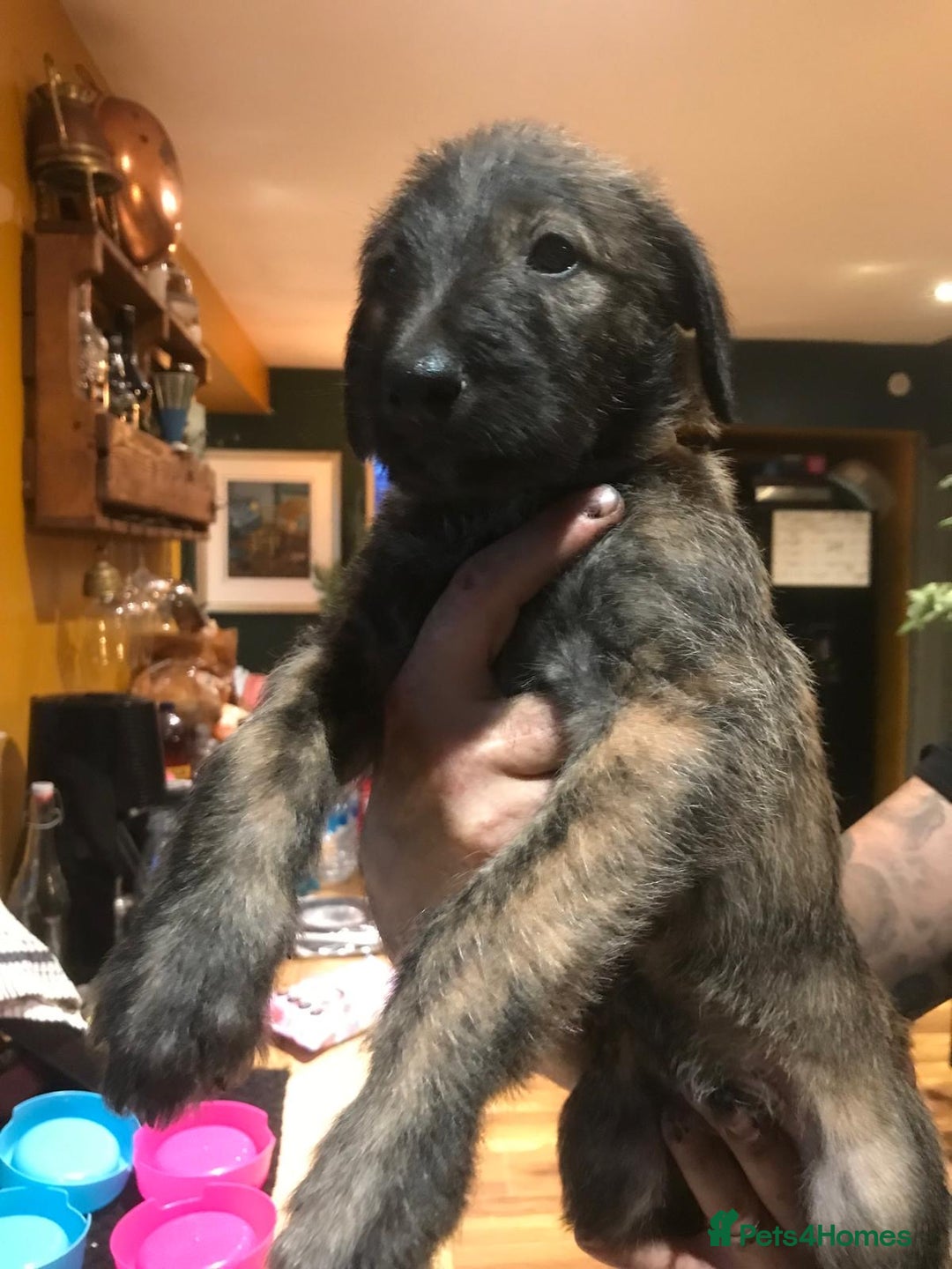 Lurcher dogs for sale: Old skool lurchers 1 boy deer/grey/wheaten/grey - Image 2