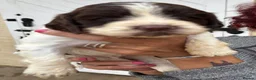 English Springer Spaniel dogs for sale: English Springer Spaniel Puppies  *5 star breeder* - Advert 15