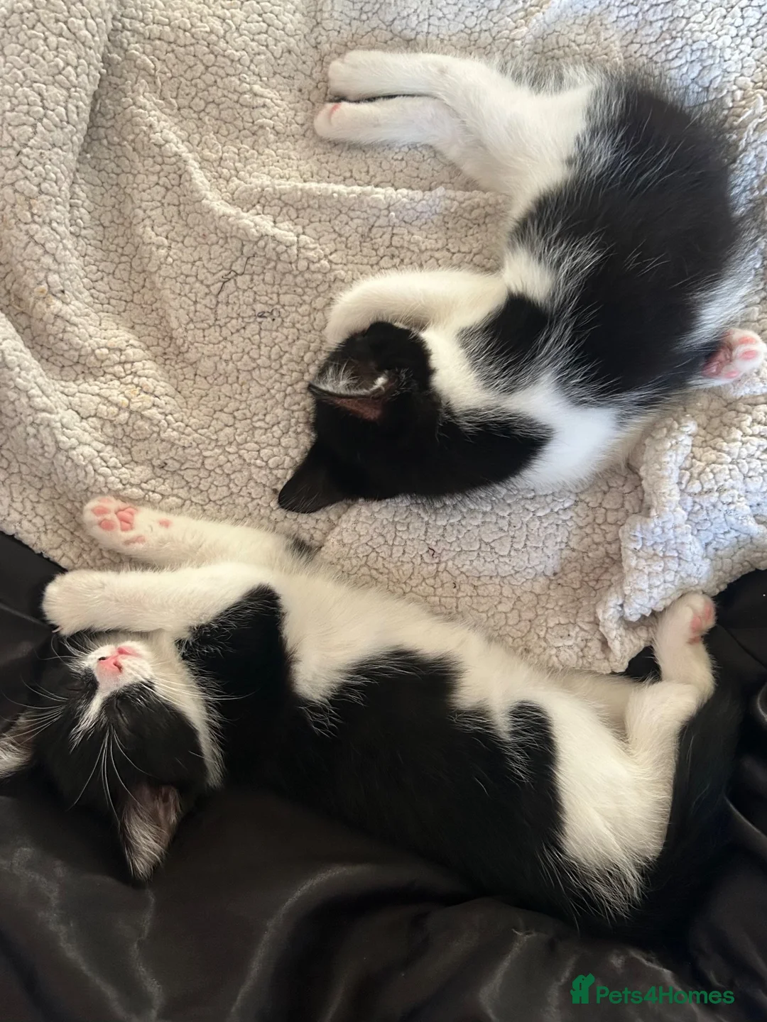 Ragdoll cats for sale: Kittens (Ragdoll and Tabby mix) - Advert 1