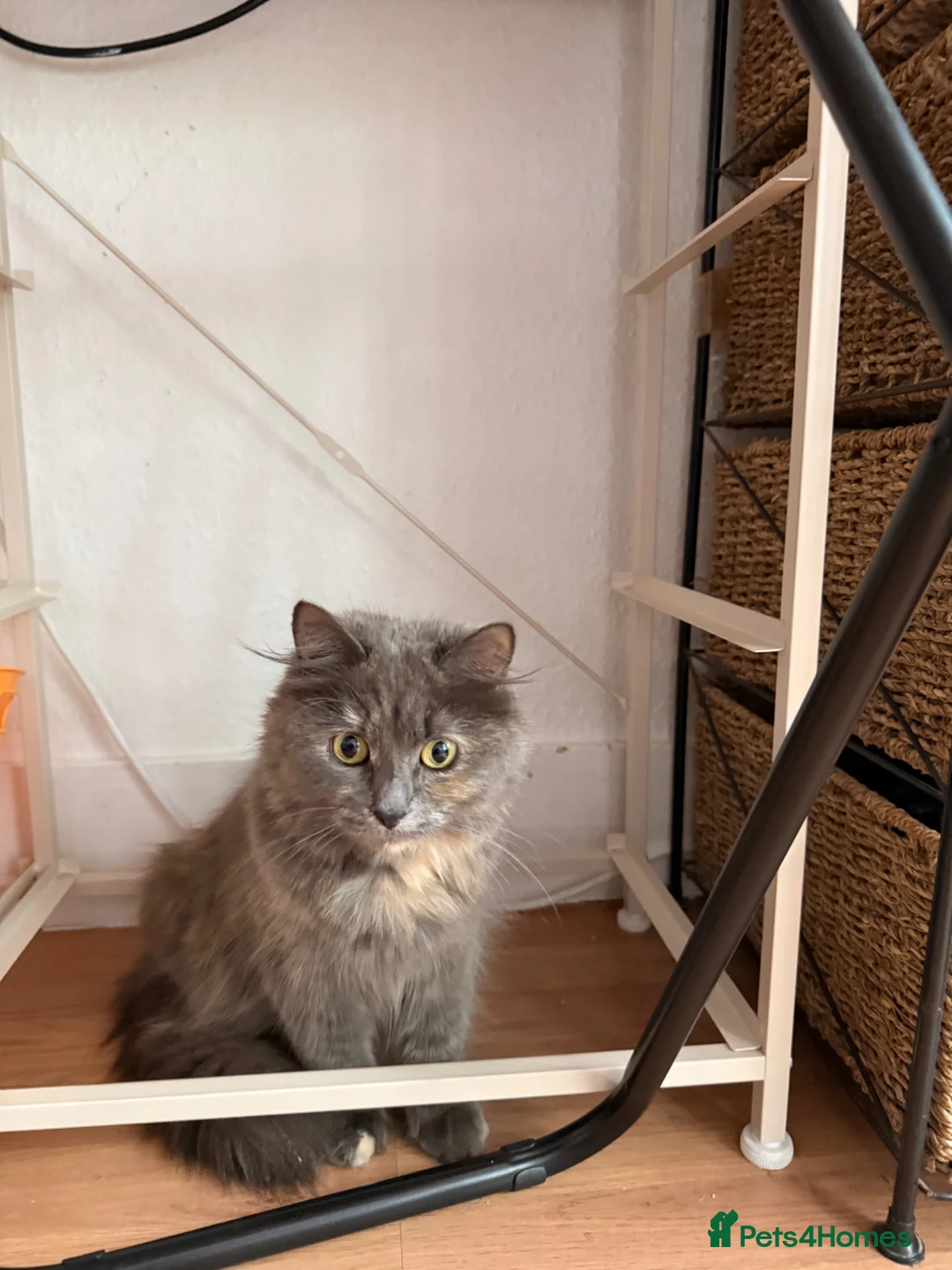 Mixed Breed cats for sale: Adorable 5-Week-Old Kitten Ready for Loving Home! - Advert 2