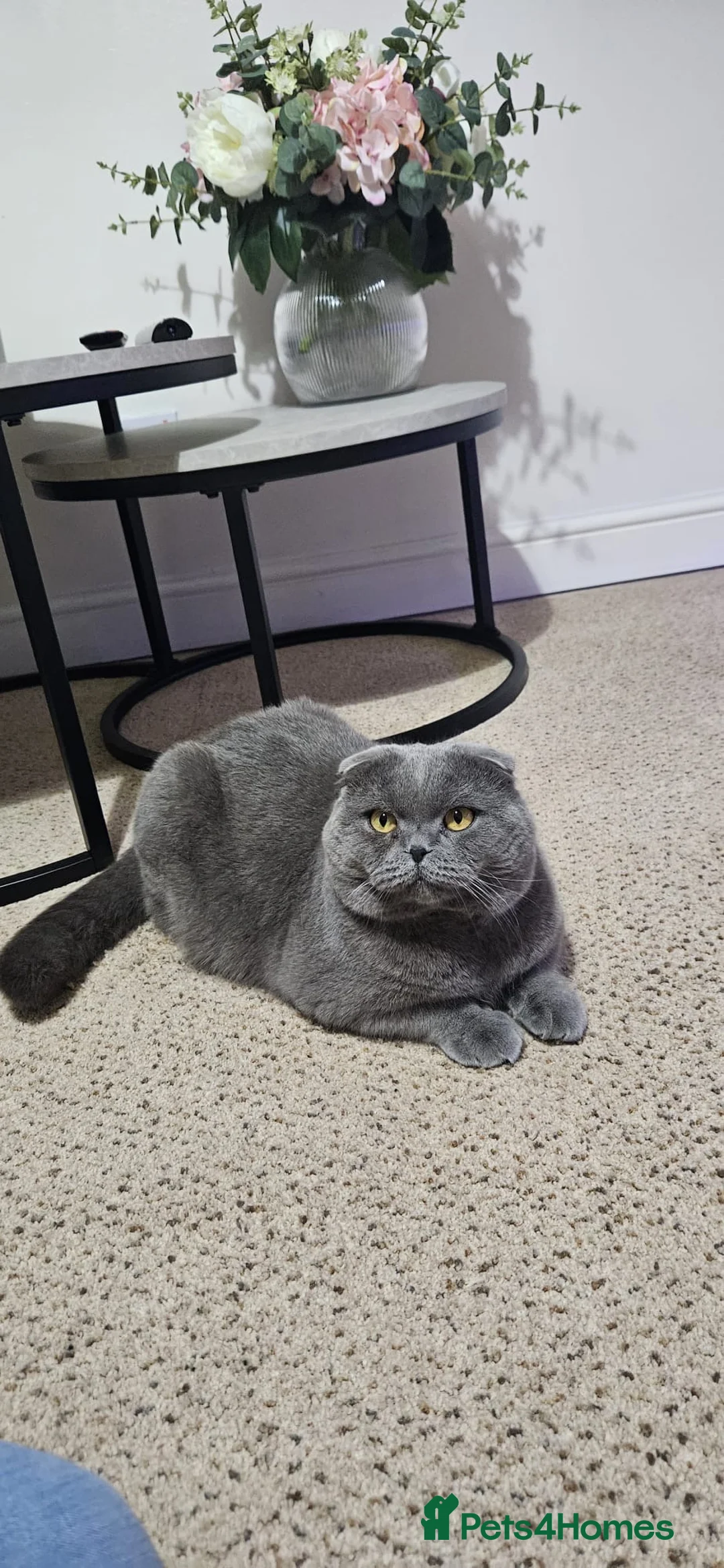 Scottish Fold cats for sale: My name is TOM in Bristol - Advert 2