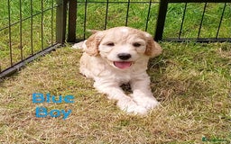 Cockapoo dogs for sale: ⭐️VERY RARE TOY Cockapoo Puppies⭐️🐶 - Image 33
