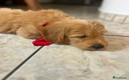 Goldendoodle dogs for sale: Goldendoodle Puppies–Ready for Their Forever Homes - Image 6