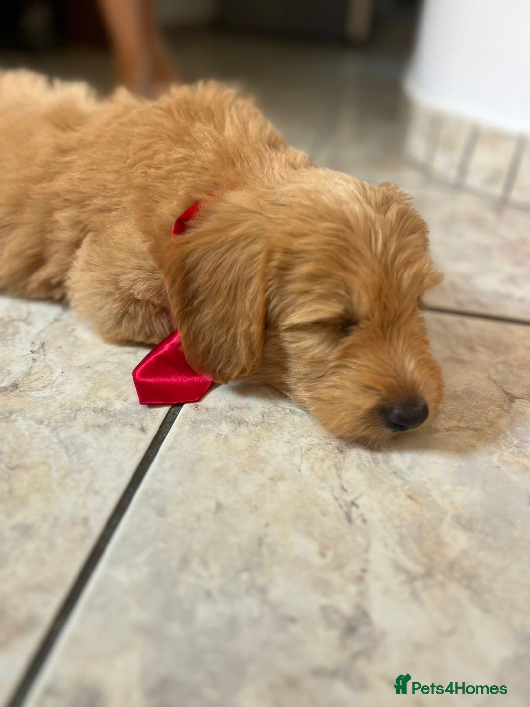 Goldendoodle dogs for sale: Goldendoodle Puppies–Ready for Their Forever Homes - Image 6