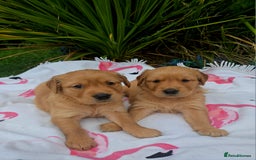 Golden Retriever dogs for sale: *Beautiful kc/Dna clear Golden retriever pups* - Image 10