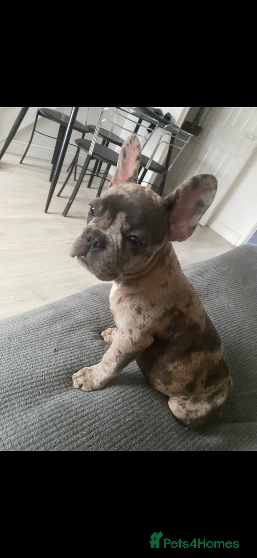 French Bulldog dogs for sale: Female French Bulldog - Advert 3