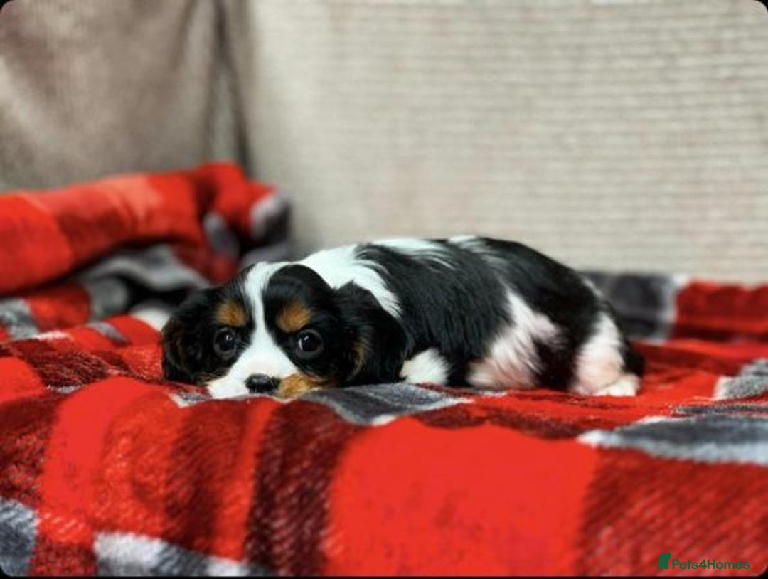 Cavalier King Charles Spaniel dogs for sale: Beautiful cavalier king charles puppies - Image 6
