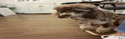 Cockapoo dogs for sale: Stunning F1 Cockerpoos🧸 - Advert 8