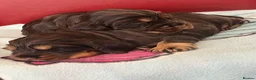Cocker Spaniel dogs for sale: **Stunning CHOCLATE TAN Show Cocker pups** in Oldbury - Advert 4