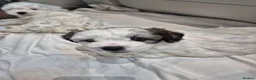 Bichon Frise dogs for sale:  Adorable Shichon Puppies – Ready Soon! - Advert 12