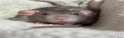 Rat rodents for sale: 4 Male Dumbo rats and complete set up for sale  in Esher - Advert 17