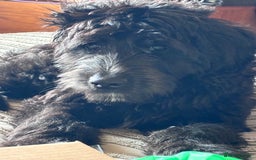 Labradoodle dogs for sale: Male labradoodle - Image 3