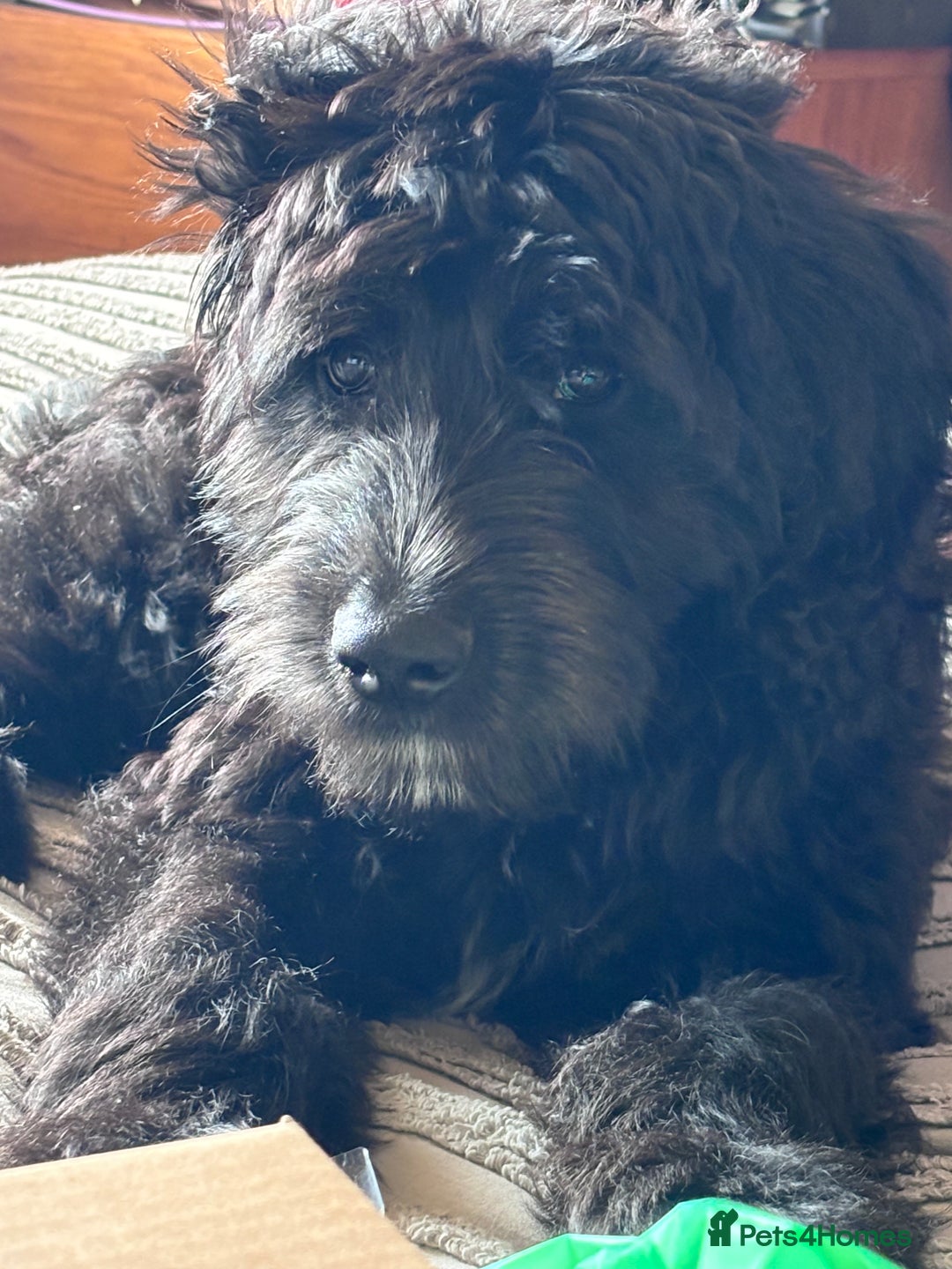 Labradoodle dogs for sale: Male labradoodle - Image 3