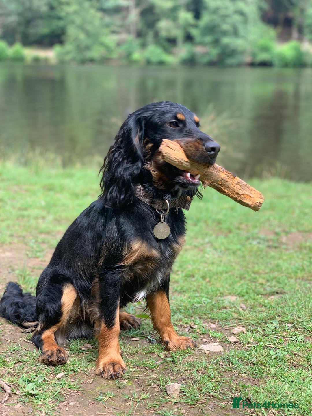 Cockapoo dogs for sale: Reggie Looking For A New Home  6 yr old Cockerpoo  - Image 17