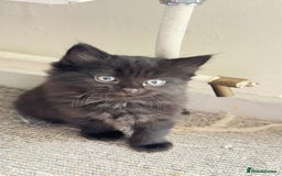 British Shorthair cats for sale: Kittens - Image 5