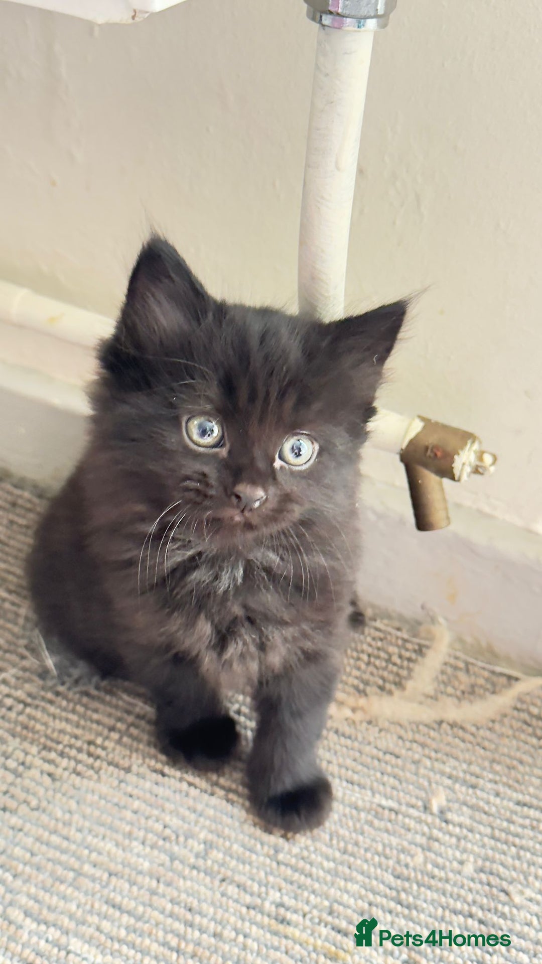 British Shorthair cats for sale: Kittens - Image 5