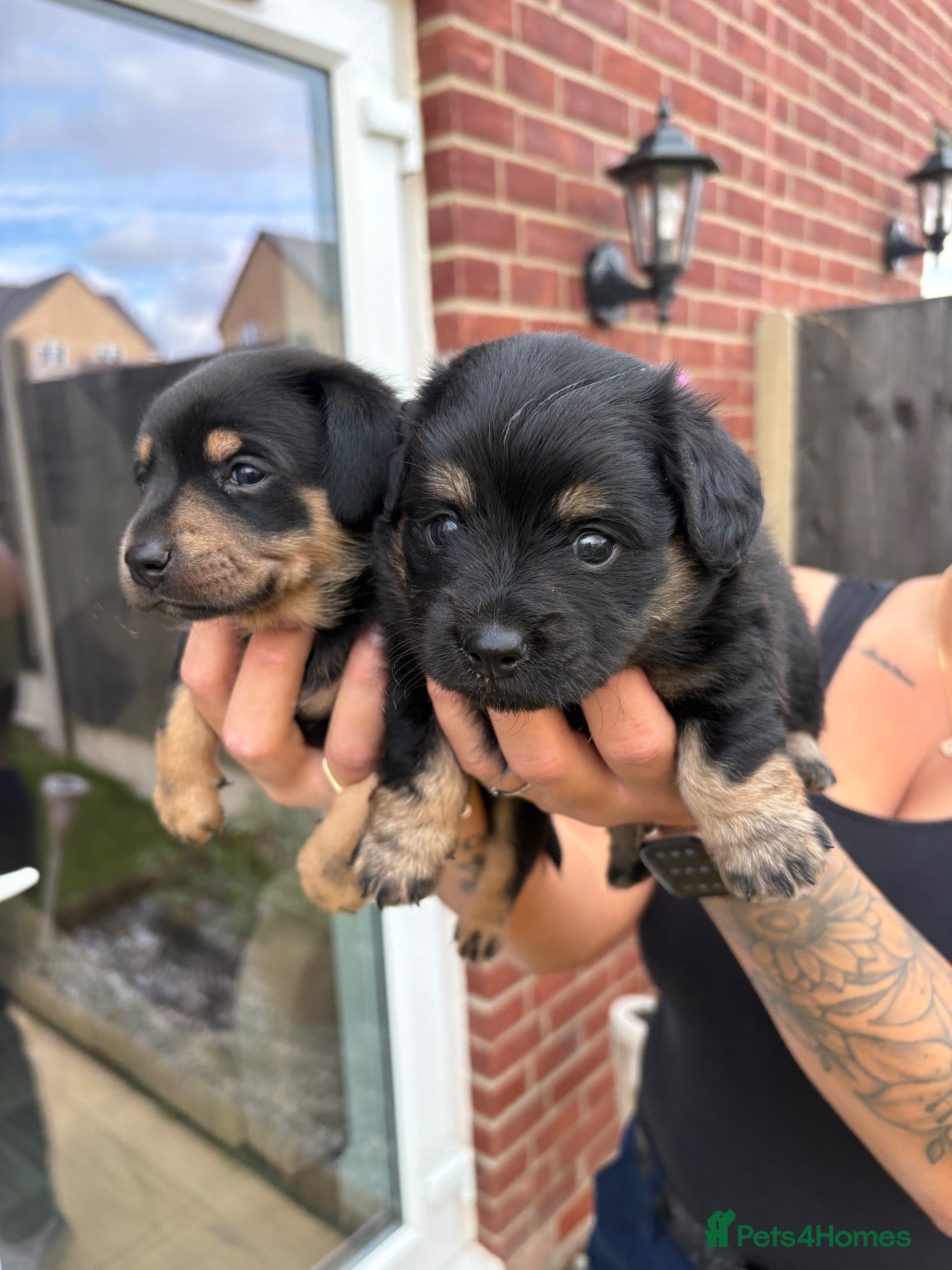 Mixed Breed dogs Dachshund X Pomeranian puppies  - Advert 17