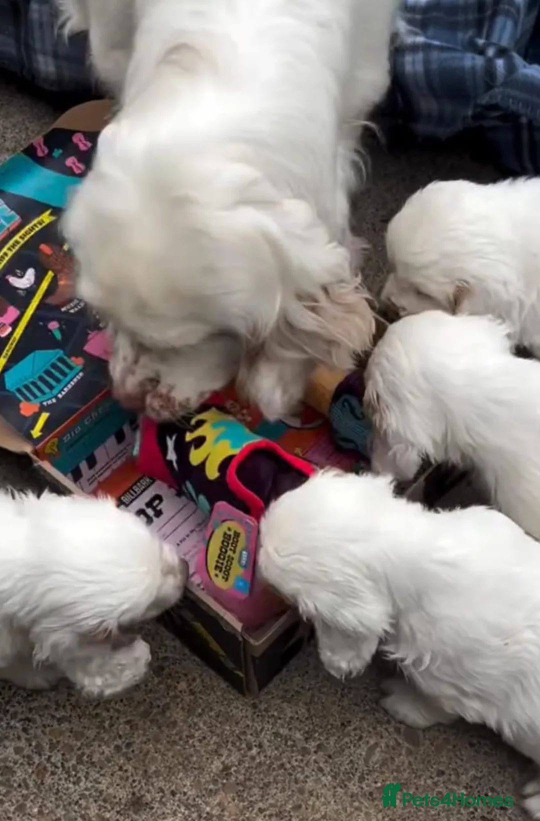 Clumber Spaniel dogs for sale: Clumber Puppies – Beautiful Litters Ready Soon 🐾 in Galston - Advert 1