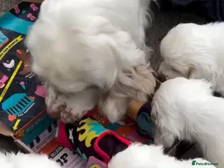 Clumber Spaniel dogs Clumber Puppies – Beautiful Litters Ready Soon 🐾 - Advert 1