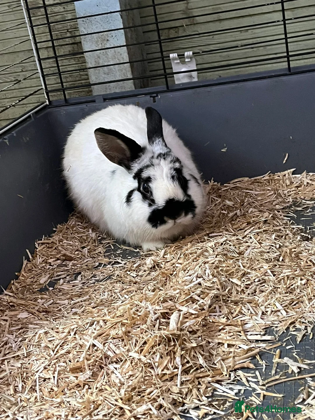 Mini Lop rabbits for sale: Mini lop and lion head  - Advert 2