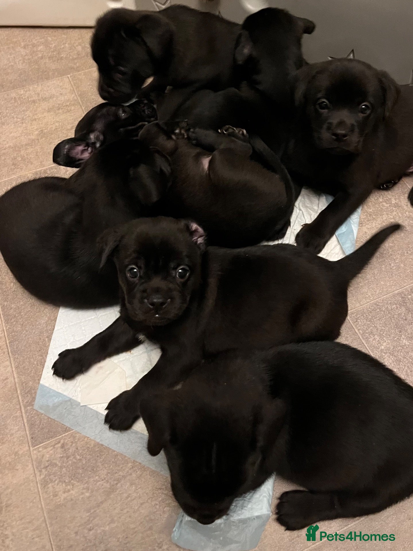 Mixed Breed dogs for sale: Chunky pups - Advert 2